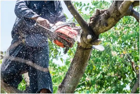 tree services Washington